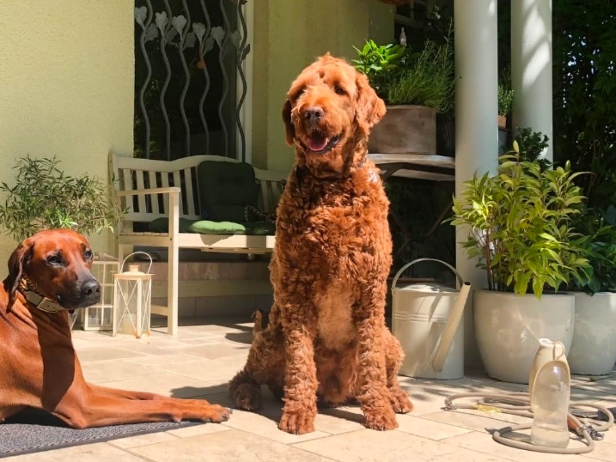 Rudi und Haily